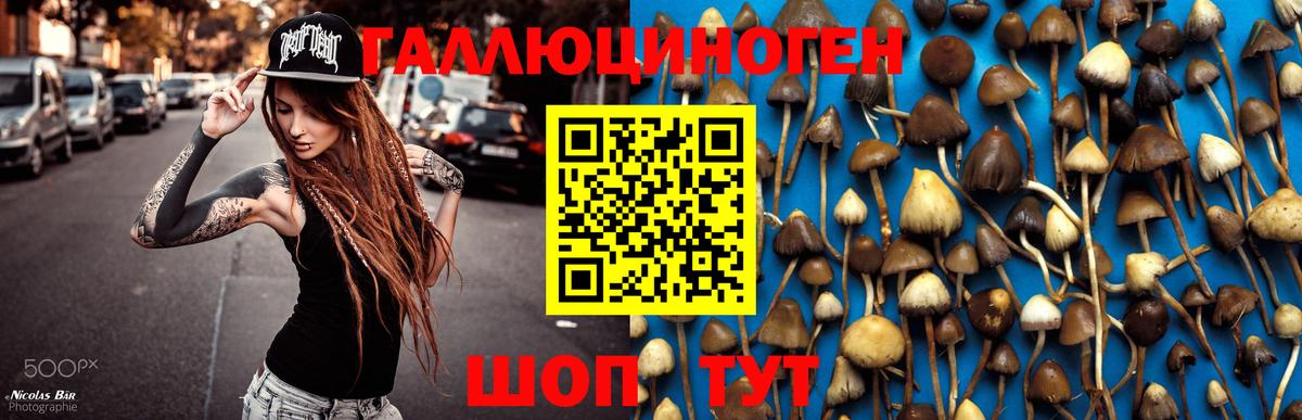Магадан  Псилоцибиновые грибы Cubensis  Вход с VPN 